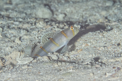 Amblyeleotris randalli