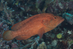 Cephalopholis spiloparaea