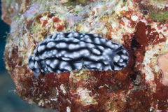Phyllidiella pustulosa