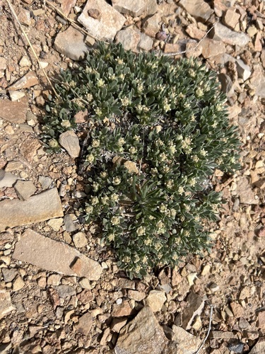 Image of Parthenium ligulatum by (c) Jared Shorma, some rights reserved (CC BY)