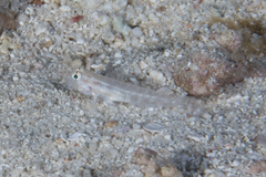Gnatholepis cauerensis