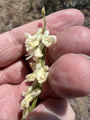 Image of Leiberg's Milkvetch (Astragalus leibergii) by no rights reserved