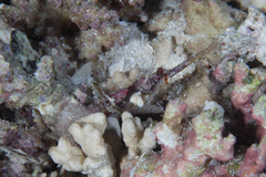 Halicampus macrorhynchus