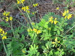 Securigera securidaca