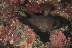 Nectamia bandanensis
