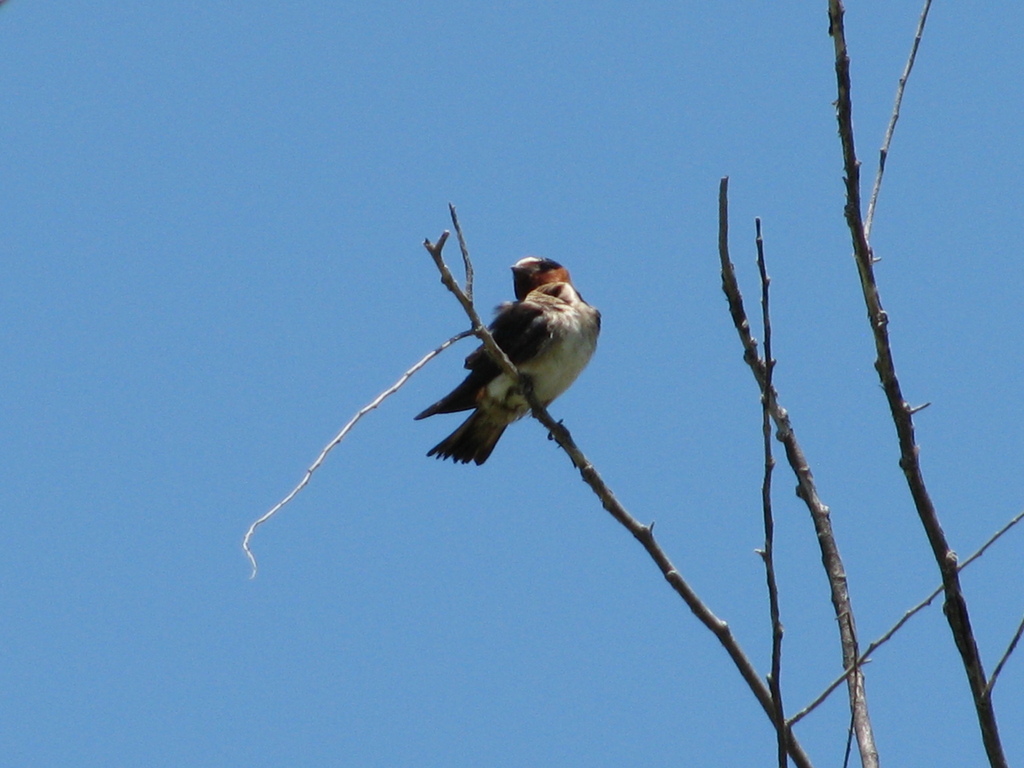 Cliff Swallow from Yolo Bypass Wildlife Area, 45211 Co Rd 32B, Davis ...