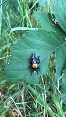 Laphria sackeni