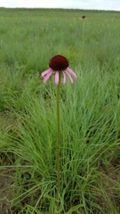 Echinacea atrorubens