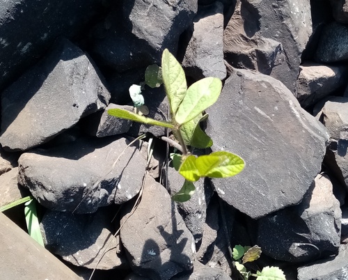 Foto de Soja