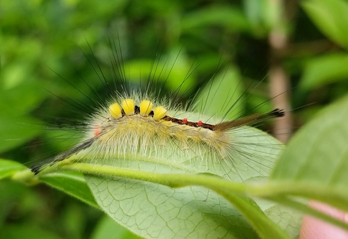 White-marked Tussock Moth, photo 3 of 10