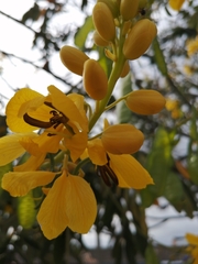 Senna viarum