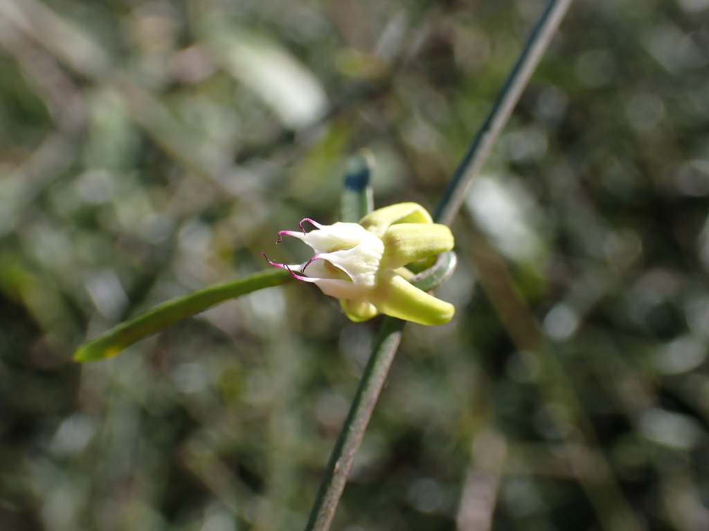 Camptocarpus