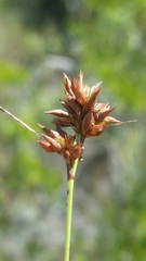 Rhynchospora pineticola