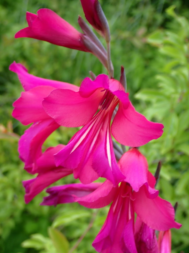 Gladiolus communis — a medium houseplant, prefers full sun light