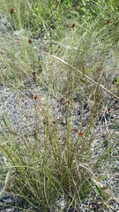 Rhynchospora pineticola