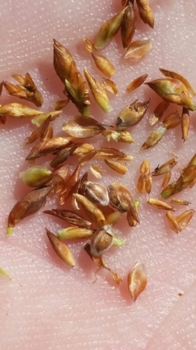 Image of Rhynchospora pineticola by (c) Jay Horn, some rights reserved (CC BY)