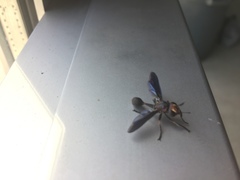 Physocephala floridana