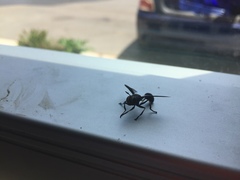 Physocephala floridana