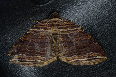 Anticlea multiferata