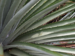 Puya dasylirioides