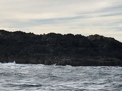 Arctocephalus