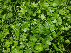 Hydrocotyle tripartita