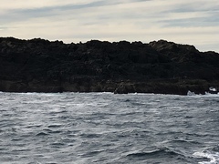 Arctocephalus