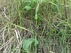 Arum elongatum