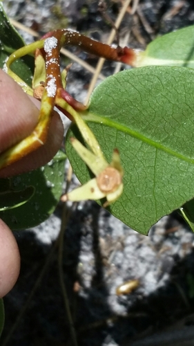 Image of Deeringothamnus pulchellus by (c) Jay Horn, some rights reserved (CC BY)