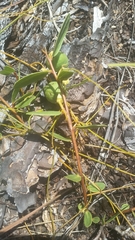 Deeringothamnus pulchellus