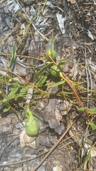 Deeringothamnus pulchellus