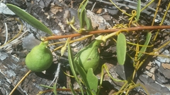 Deeringothamnus pulchellus