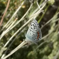 Euphilotes battoides