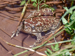 Sclerophrys mauritanica