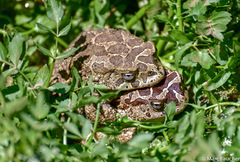 Sclerophrys mauritanica