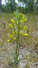 Asclepias pedicellata image