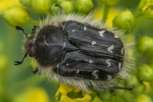 Apple Blossom Beetle