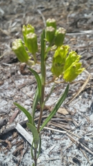 Asclepias pedicellata image