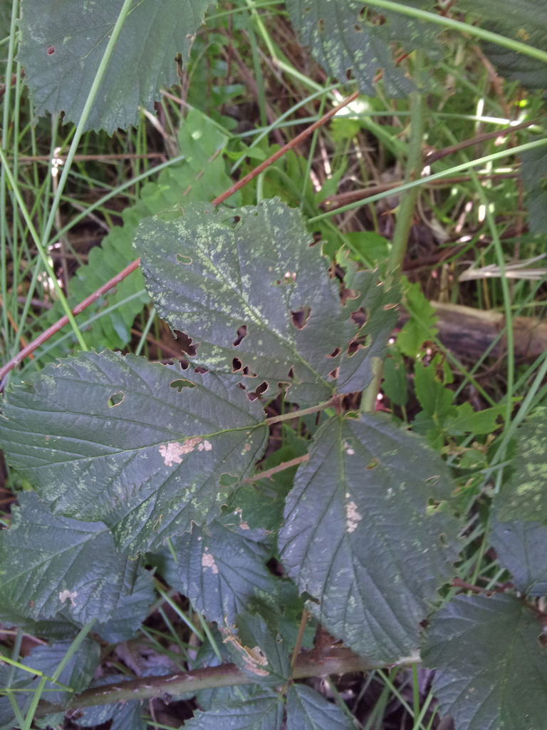 Rubus cissburiensis × ulmifolius