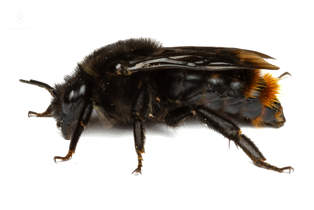 Hill Cuckoo Bumble bee