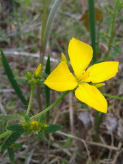 Rhexia lutea