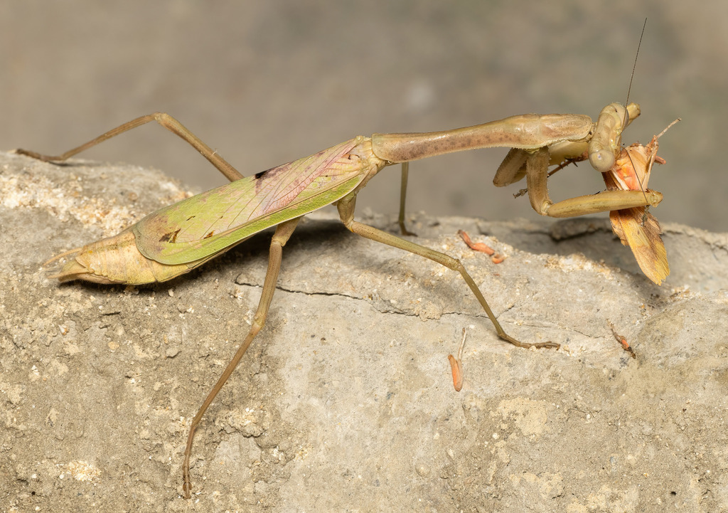 Stagmomantis tolteca