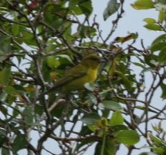 Chlorodrepanis flava