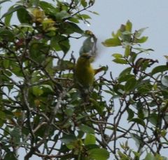 Chlorodrepanis flava