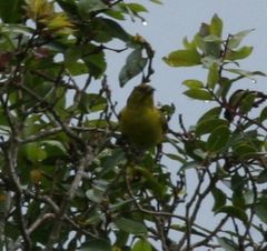 Chlorodrepanis flava