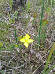 Rhexia lutea