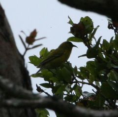 Chlorodrepanis flava