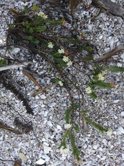 Pimelea xenica