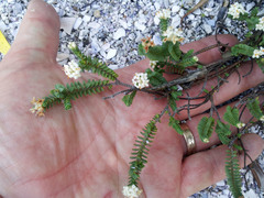 Pimelea xenica