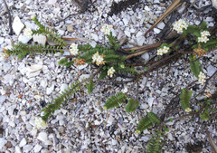 Pimelea xenica